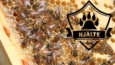 Honungsbin i en bikupa. 