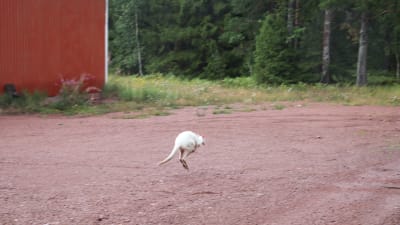 Vit känguru på rymmen på Åland