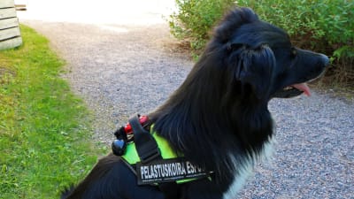 En hund som har på sig en sele där det står "Pelastuskoira Espoo".