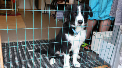 En hundvalp sitter bakom en metallport och tittar genom gallret. Valpen är svartvit med ett blått halsband.
