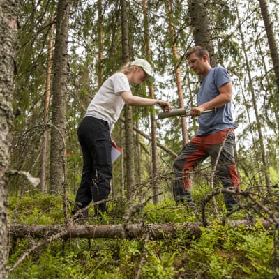 kenttäbiologi Kaisa Nikku ja puustonmittaaja Antti Simppula seisovat keskellä metsää. Nikku tarkastelee maaperänäytettä, joka on Simppulan kädessä olevassa kaivuuvälineessä