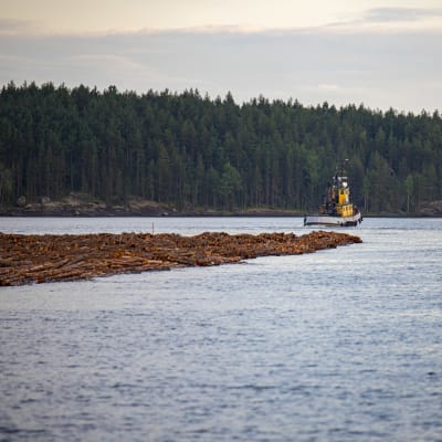 Hinaaja-Olli vetämässä tukkilauttaa Saimaalla.