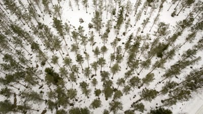 Skog fotograferad uppifrån luften under vintern.