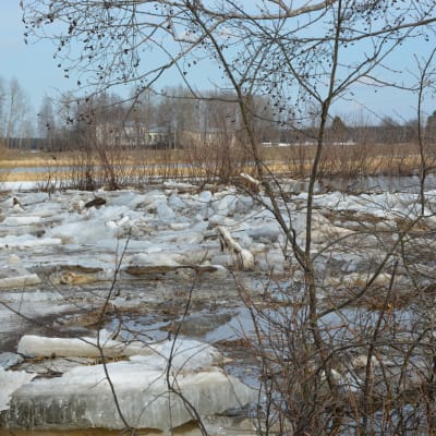 Isflack i översvämningsdrabbat vattendrag.