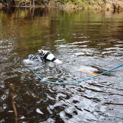 Eero Mäenpää dyker efter flodpärlmusslor i Storå i Södra Österbotten.