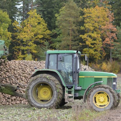 En grön traktor med sockerbetor på släpet.