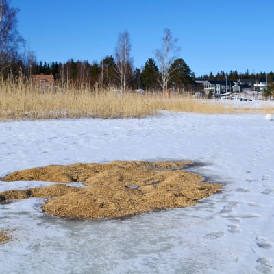 Fågelmatning på Kodderviken i Borgå
