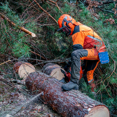 En skogsarbetare sågar ett träd som precis fallit.