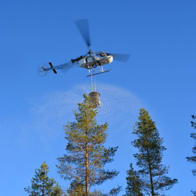 Helikopter sprider gödsel över skog i Seljes i Nedervetil.