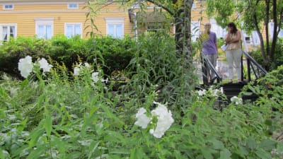 Vit flox vid Runebergs hem i Borgå