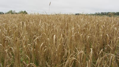 Kornåker i Sjundeå