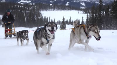 Hundar drar skidåkar uppför snöig sluttning.