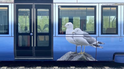 Paikallaan olevan raitiovaunun kyljessä on iso valokuva kahdesta lokista.