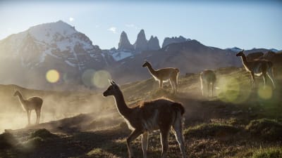 Alpakoita Patagonian arolla.