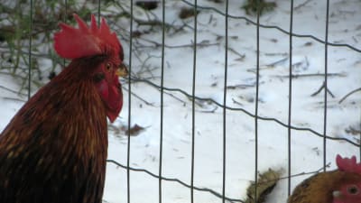 Tupp och höna i Svartbäck i Borgå