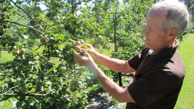 Rune Drockila i Pyttis, Kvarnby, inspekterar sina äppelträd