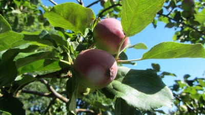 Spara två äpplen per blomklase om du vill skörda stora äpplen