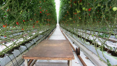 Rader av tomatplantor i ett växthus.