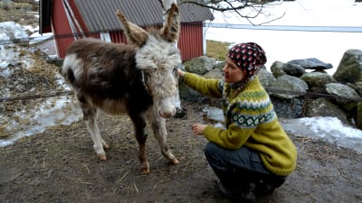 Tessa Turtonen borstar åsnan Ior.