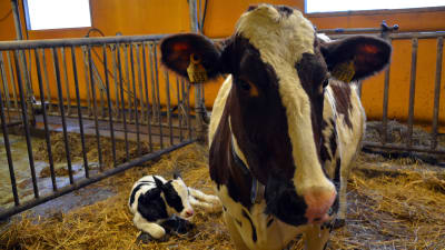 Ko med kalv i ladugård