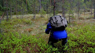 En deltagare i skogsterapin fotograferar på en myr