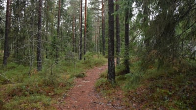 Stig i skogen.