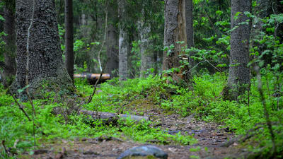 Skogen är lummig