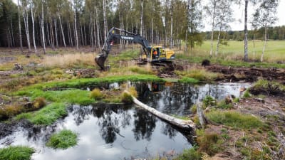Grävmaskin som gräver upp våtmark i Täktom i Hangö för WWF:s RANKKUprojekt som ska minska på utsläppen i Östersjön.