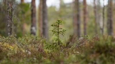 Granskott i skogen.