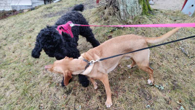 Två hundar leker med varandra. Den ena är svart och heter Lara, den andra brun och heter Joey.