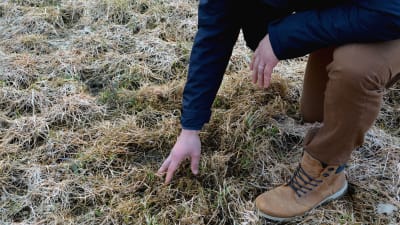 En hand som gräver runt i torrt gräs för att hitta nygrott gräs