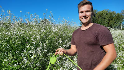 En ung jordbrukare står i en åker med oljerättika och håller en växt i handen. 