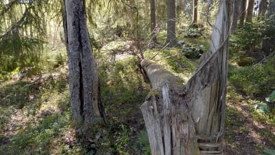 Avbrutet, gammalt träd på tomten vid Nelins villa.