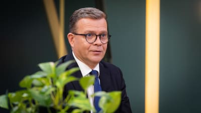Statsminister Petteri Orpo fotograferad inomhus med gröna blad i förgrunden.