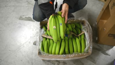 Gröna bananer i låda