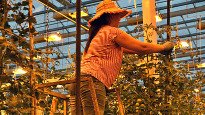 Kvinna jobbar med topparna av tomatplantor