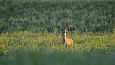 En hjort står på en åker omgiven av gula blommor, det är en rapsodling. hjorten har horn. 