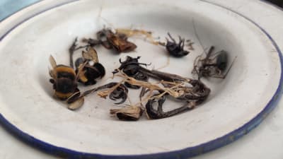 Döda insekter på en tallrik.