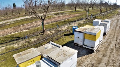 Bikupor vid mandelodling i Kalifornien