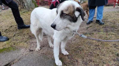 En stor vit hund med lite brunt och svart i ansiktet står och spanar. Hunden heter Yannis.