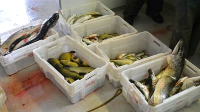 Vita plastlådor står på golvet, en låda för varje fisk. Det finns stora gäddor, grönsvarta sutare. 