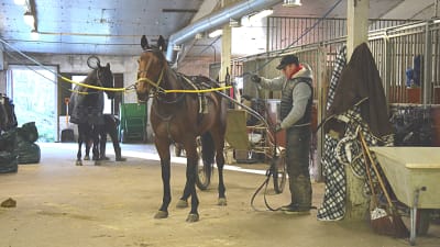 Hästar i Anders Ingmans stall i Sibbo 