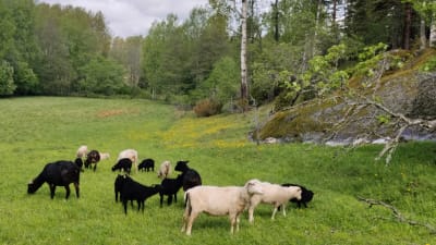 Svarta och vita får betar i en beteshaage.
