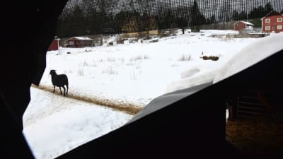 får i gårsdmiljö