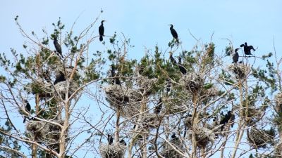 En bild på skarvar som sitter i trädtoppar. Det är flera skarvar och flera skarvbon på bilden. De flesta av träden är döda men några gröna tallkvistar syns också.
