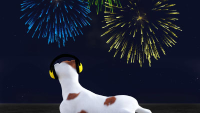 Hund och fyrverkerier.
