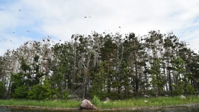 En bild på en ö med mycket skarvar som flyger ovanför träden. i bildens nedre kant syns grönt gräs och växtlighet och vatten.