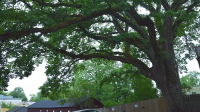 ett stort träd i småstadsmiljö