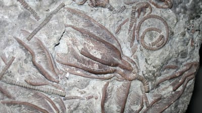Fossiliserade sjöliljor från Ordovicium.
