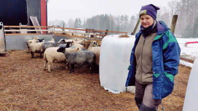Ia Asén står utanför fårhuset tillsammans med sina får.